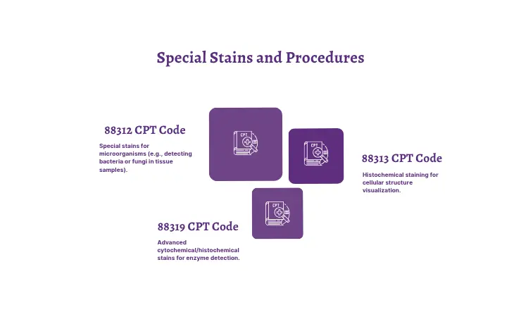 special stain and procudures